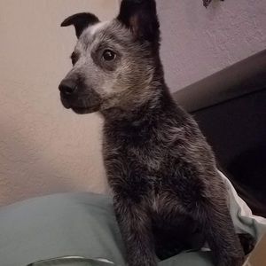 Meet your Posher, Preston